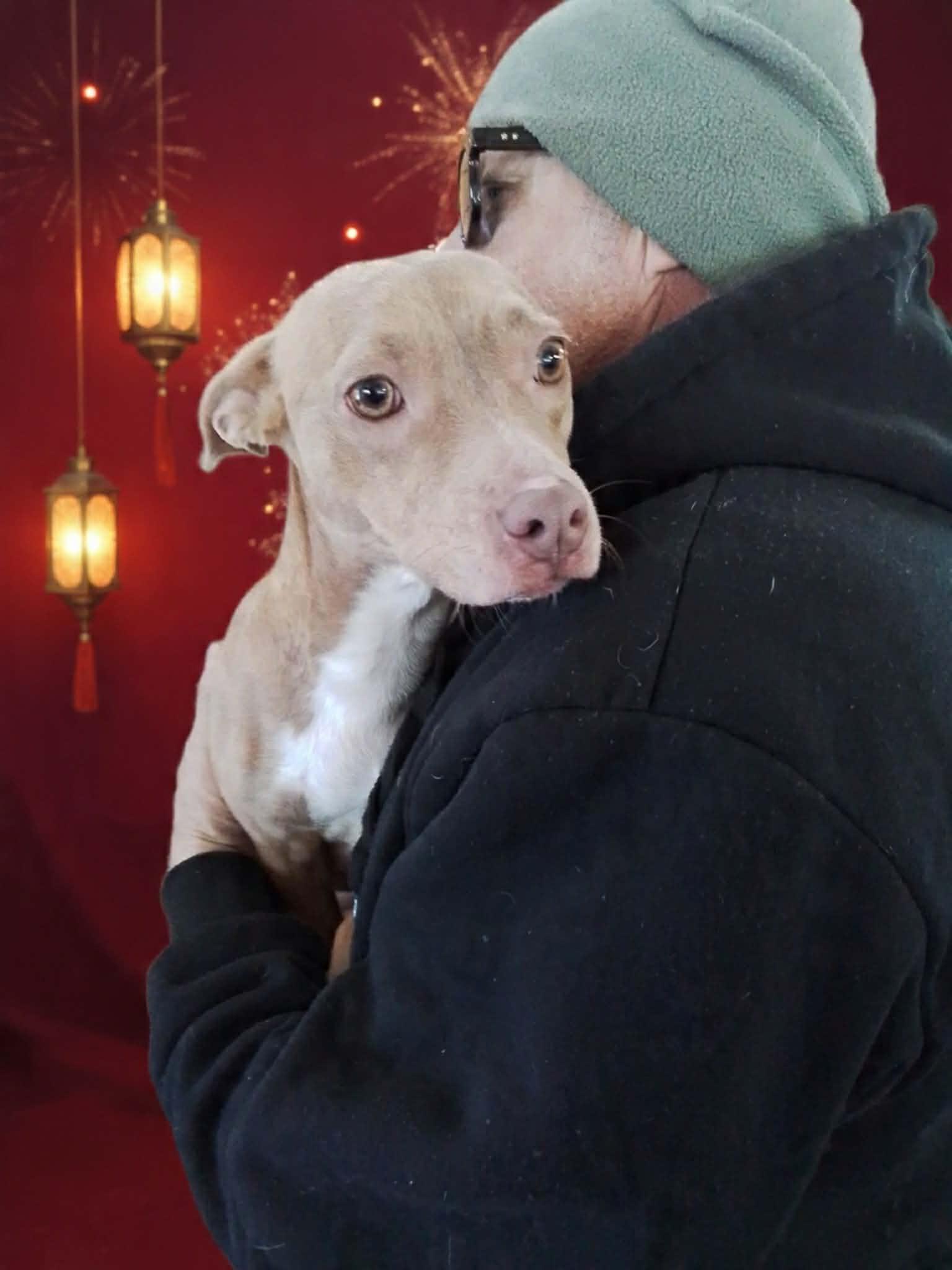 Enlarge Harper, a Adoptable mixed breed in Seattle, WA image 2/6