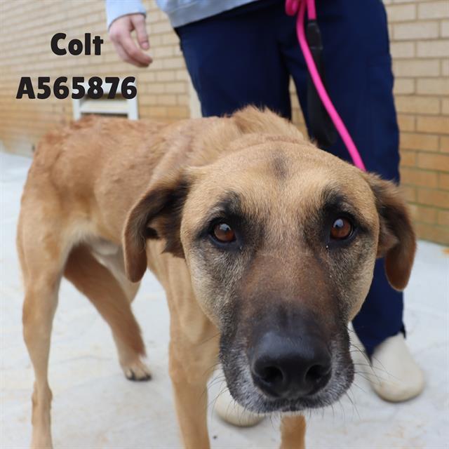 COLT, Adoptable, Adult Male German Shepherd Dog & Mixed Breed.