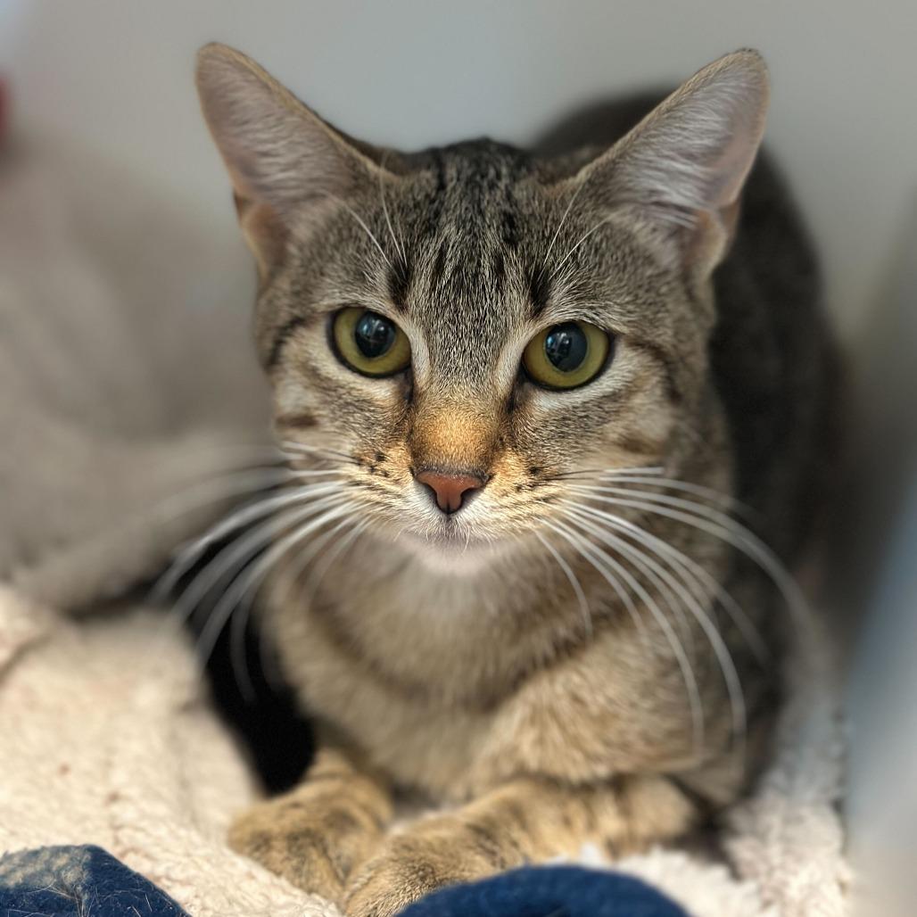 Brave, a Adoptable Domestic Short Hair in Matteson, IL image 1/2
