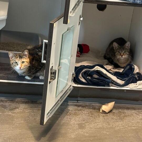 Brave, a Adoptable Domestic Short Hair in Matteson, IL image 2/2