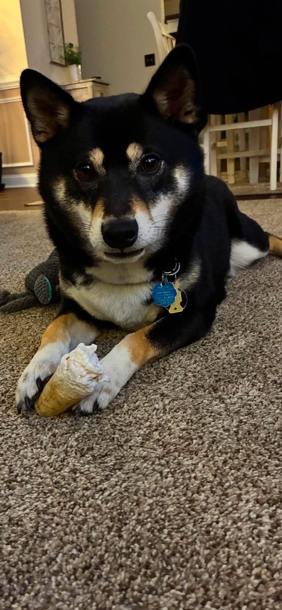 Nikko, a ADOPTABLE Shiba Inu in Toms River, NJ image 1/6