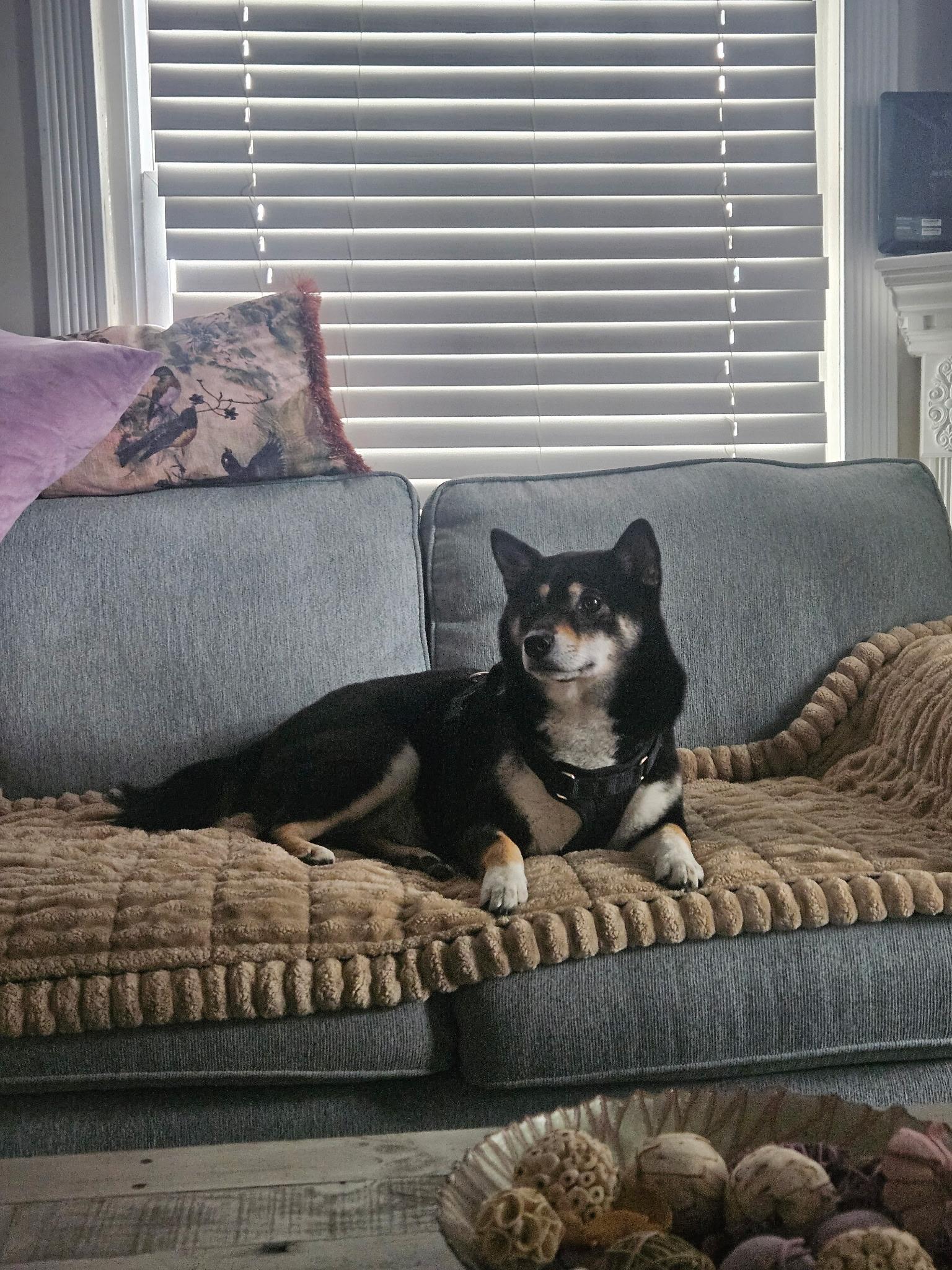 Nikko, a ADOPTABLE Shiba Inu in Toms River, NJ image 3/6