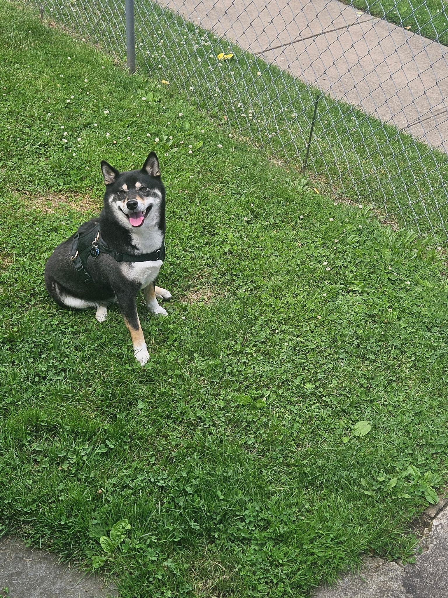 Nikko, a ADOPTABLE Shiba Inu in Toms River, NJ image 5/6
