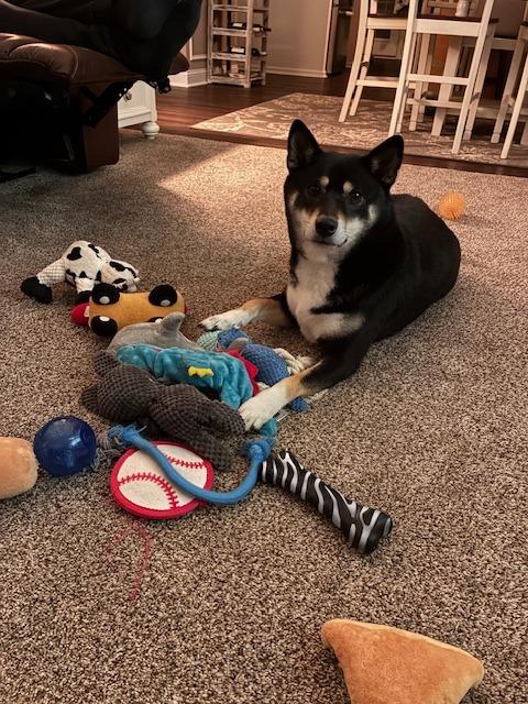 Nikko, a ADOPTABLE Shiba Inu in Toms River, NJ image 4/6