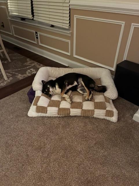 Nikko, a ADOPTABLE Shiba Inu in Toms River, NJ image 2/6