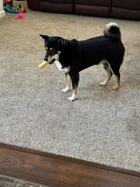 Nikko, a ADOPTABLE Shiba Inu in Toms River, NJ image 6/6