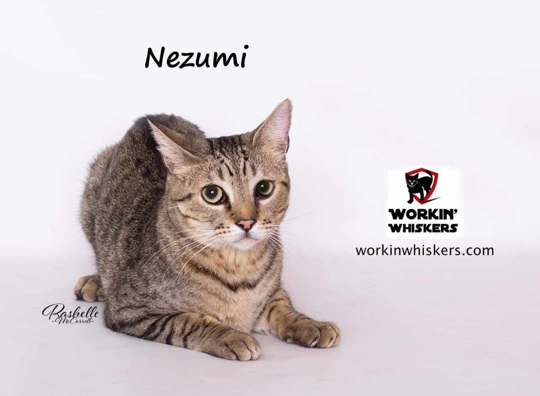 NEZUMI, a Adoptable mixed breed in HEMET, CA image 1/2