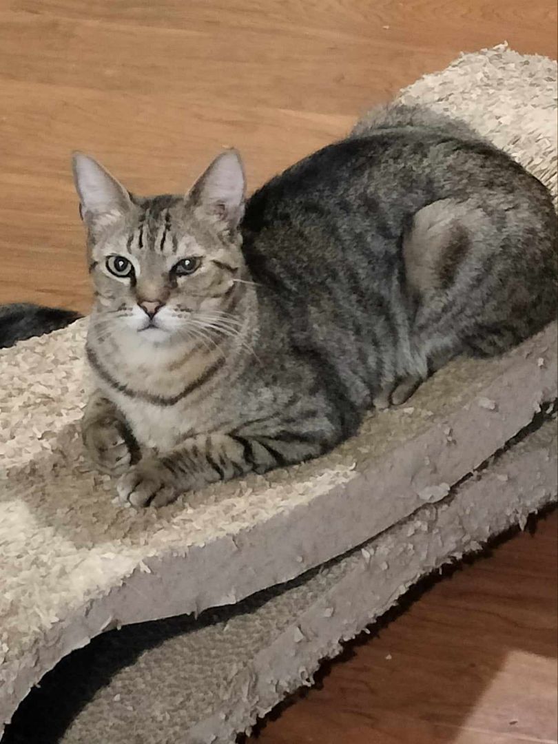 NEZUMI, a Adoptable mixed breed in HEMET, CA image 2/2