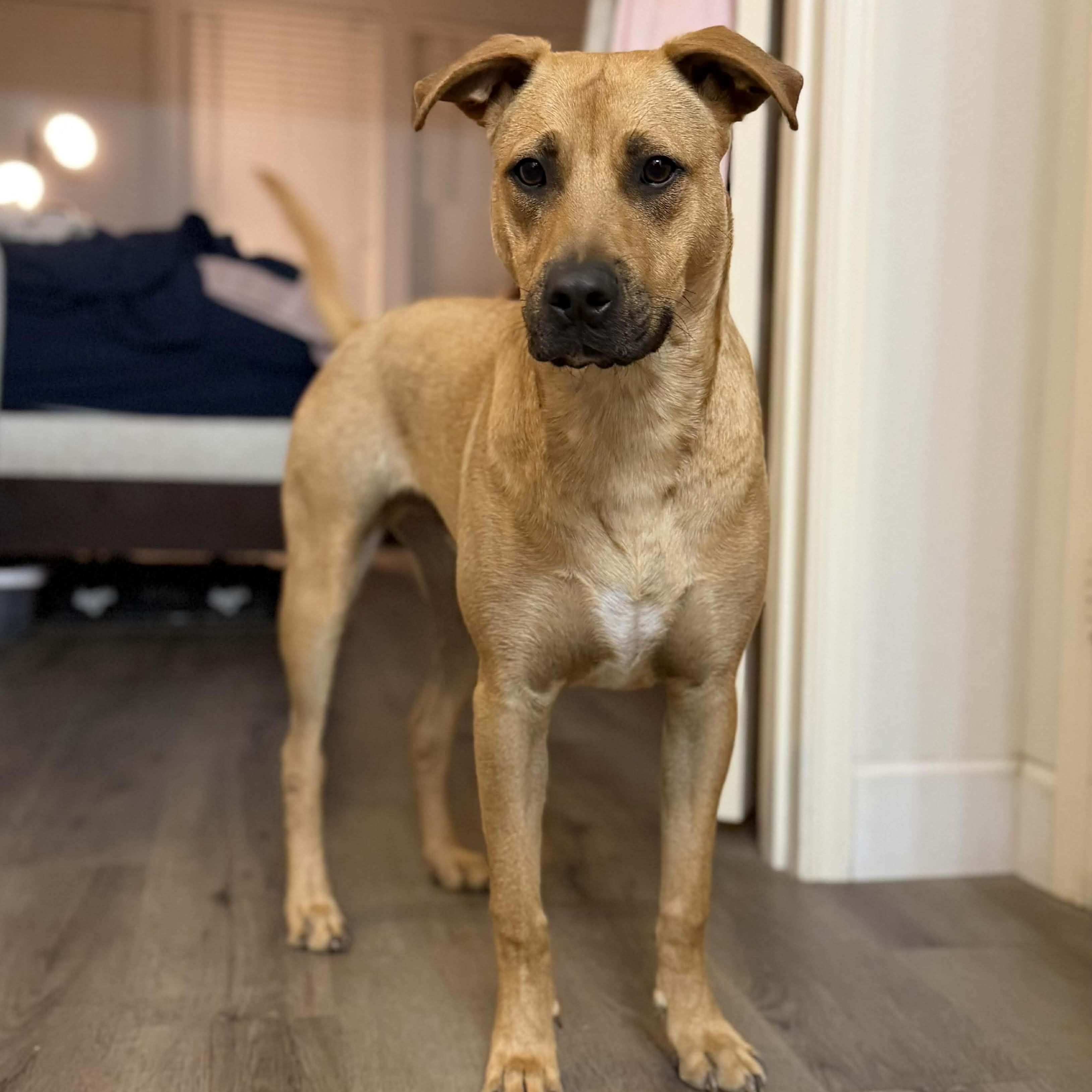 Enlarge Van, a Adoptable mixed breed in Niagara Falls, NY image 2/6