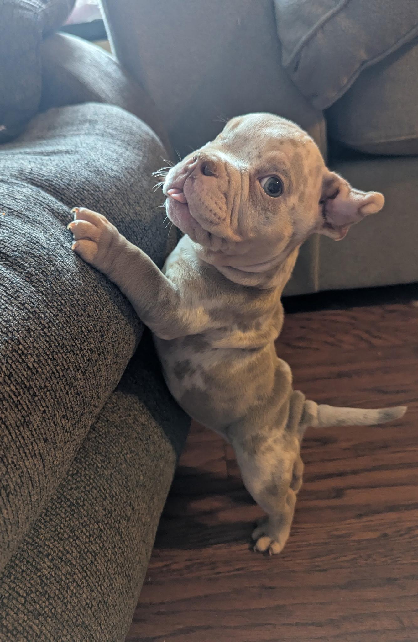Mike Wazowski, Adoptable, Puppy Male French Bulldog.
