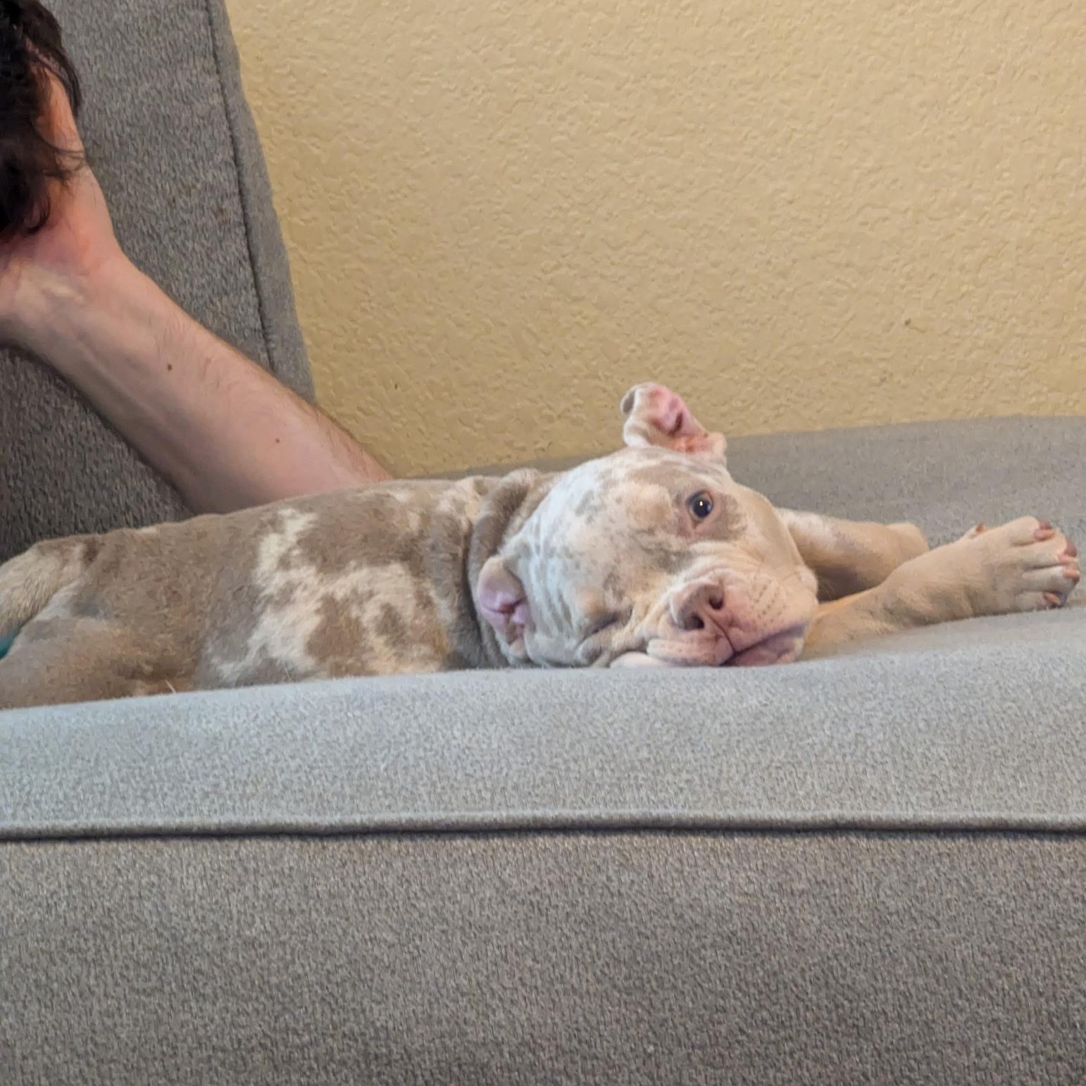 Enlarge Mike Wazowski, a Adoptable mixed breed in Plano, TX image 2/4