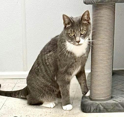 Gracie, Adoptable, Adult Female Domestic Short Hair.