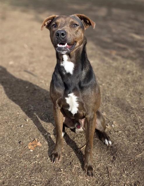 Enlarge WRENNY, a Adoptable Mixed Breed in Columbia, SC image 1/1