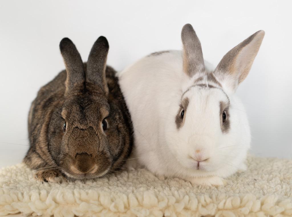 Enlarge Bloomsbury / Bexley, a Adoptable Bunny Rabbit in San Francisco, CA image 1/6
