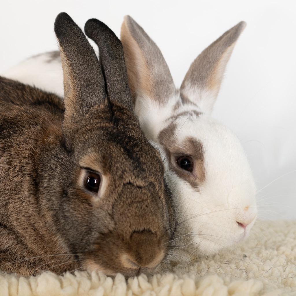 Bloomsbury / Bexley, Adoptable, Adult Male Bunny Rabbit.