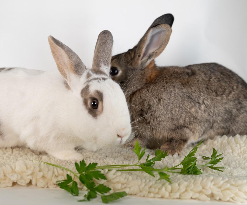 Enlarge Bloomsbury / Bexley, a Adoptable Bunny Rabbit in San Francisco, CA image 1/6