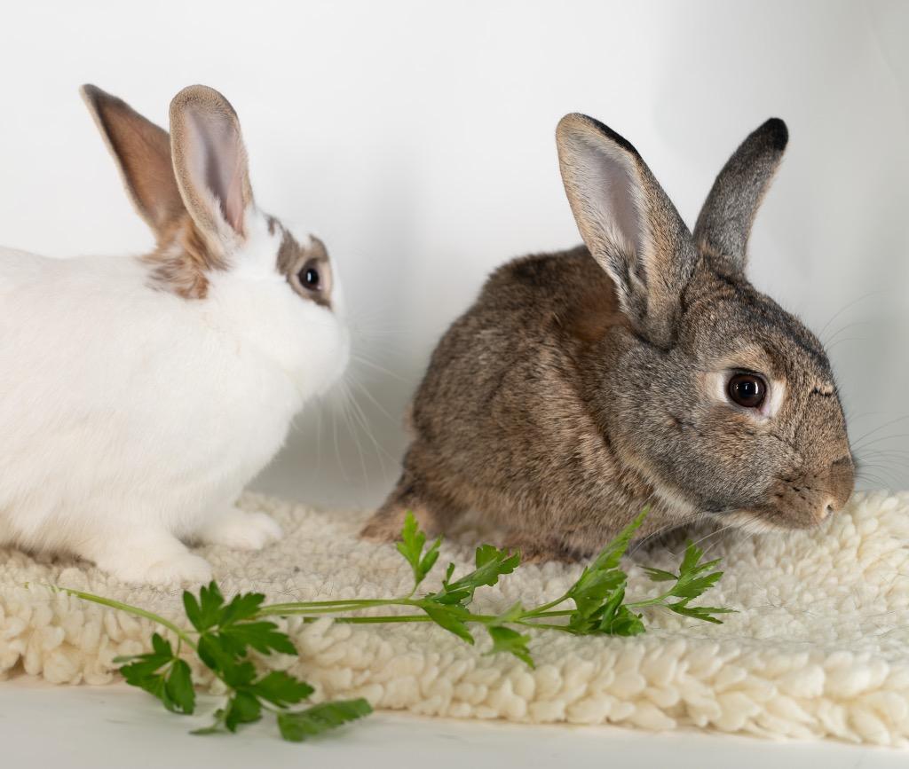 Enlarge Bloomsbury / Bexley, a Adoptable Bunny Rabbit in San Francisco, CA image 2/6