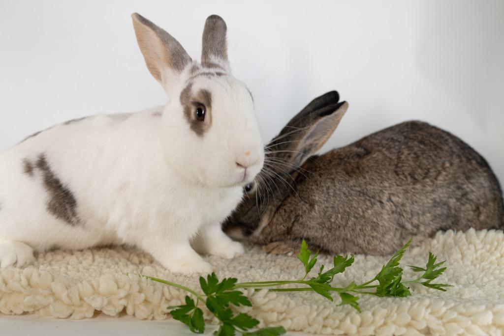 Enlarge Bloomsbury / Bexley, a Adoptable Bunny Rabbit in San Francisco, CA image 3/6