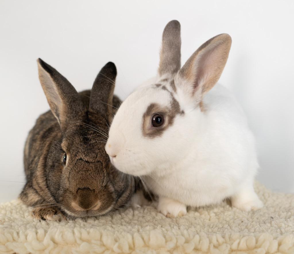 Bloomsbury / Bexley, a Adoptable Bunny Rabbit in San Francisco, CA image 5/6