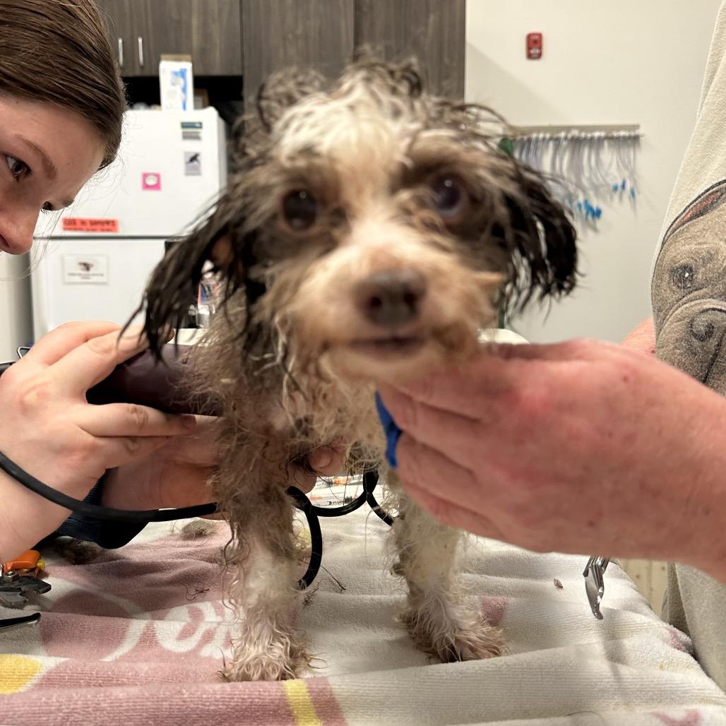 Enlarge Sweetheart bonded w/ Marshmallow, a Adoptable Mixed Breed in Hinsdale, IL image 1/2