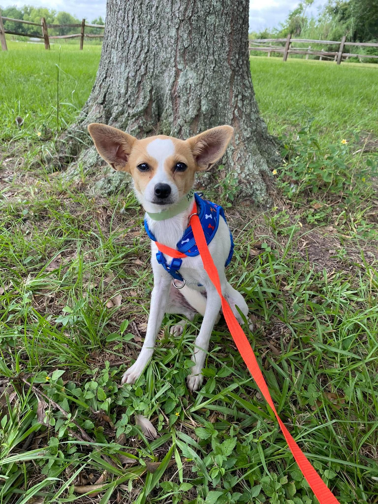 Twisty, adopted, Young Female Chihuahua & Jack Russell Terrier.