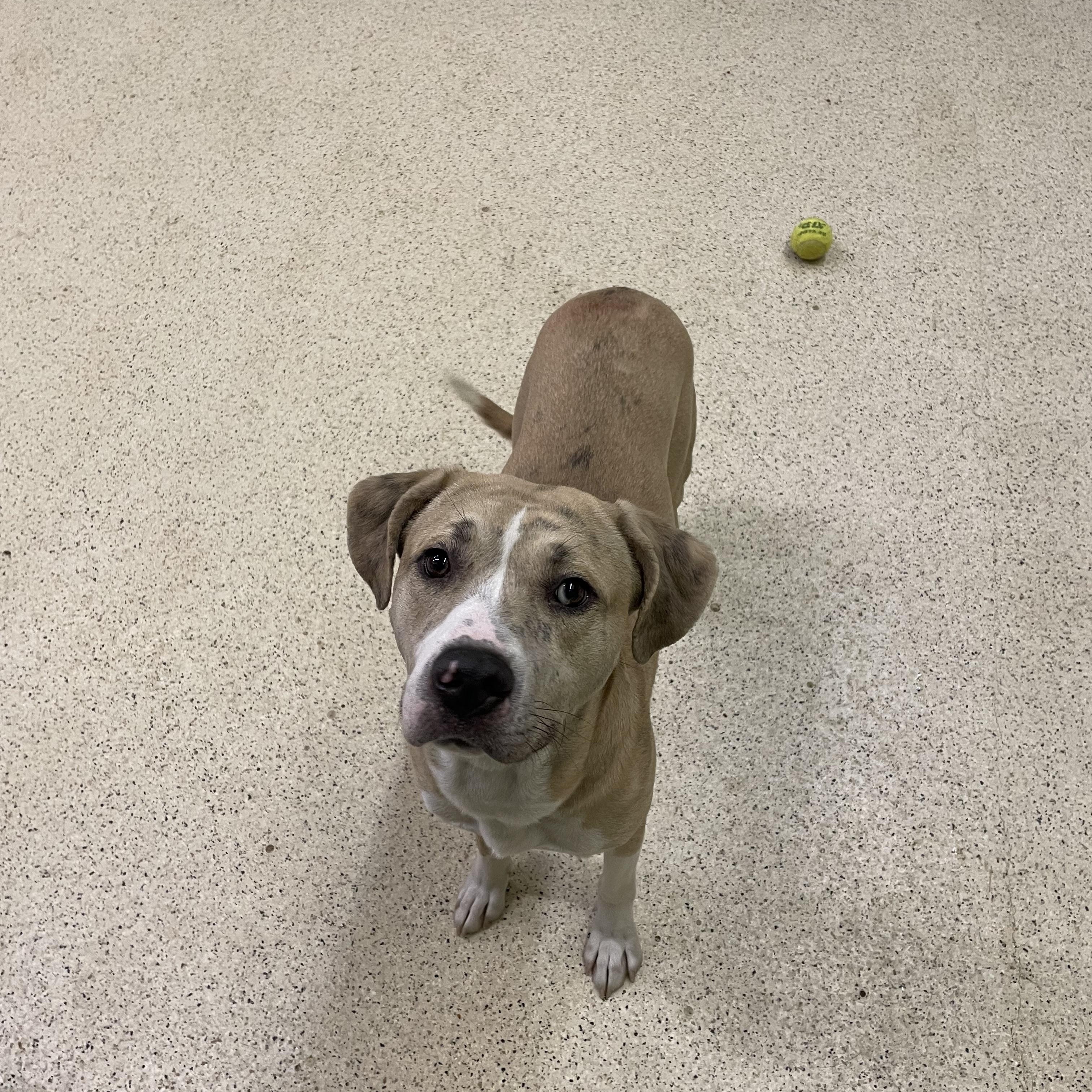 Enlarge Hercules, a ADOPTABLE mixed breed in Muncie, IN image 2/6