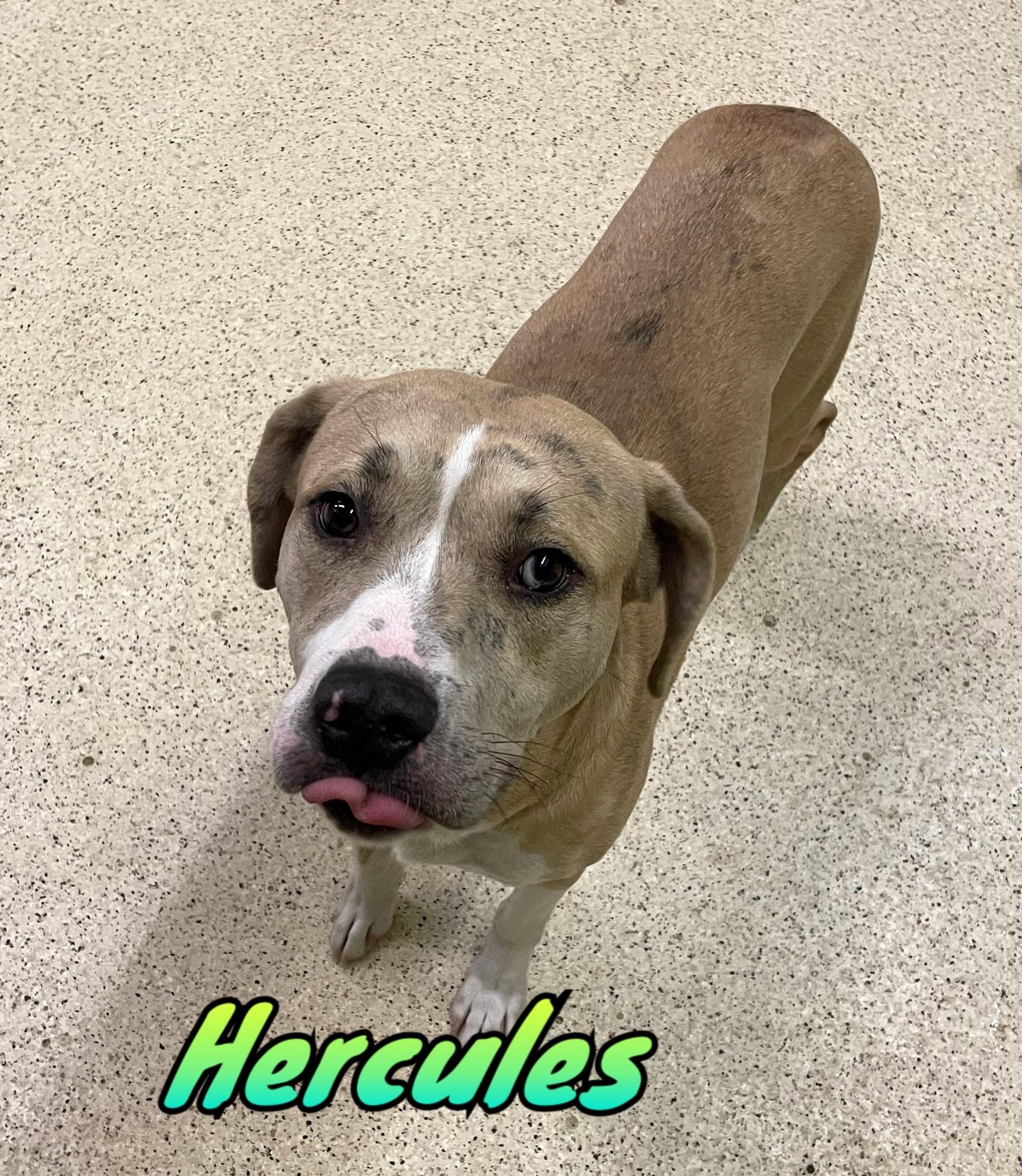 Enlarge Hercules, a ADOPTABLE mixed breed in Muncie, IN image 1/6