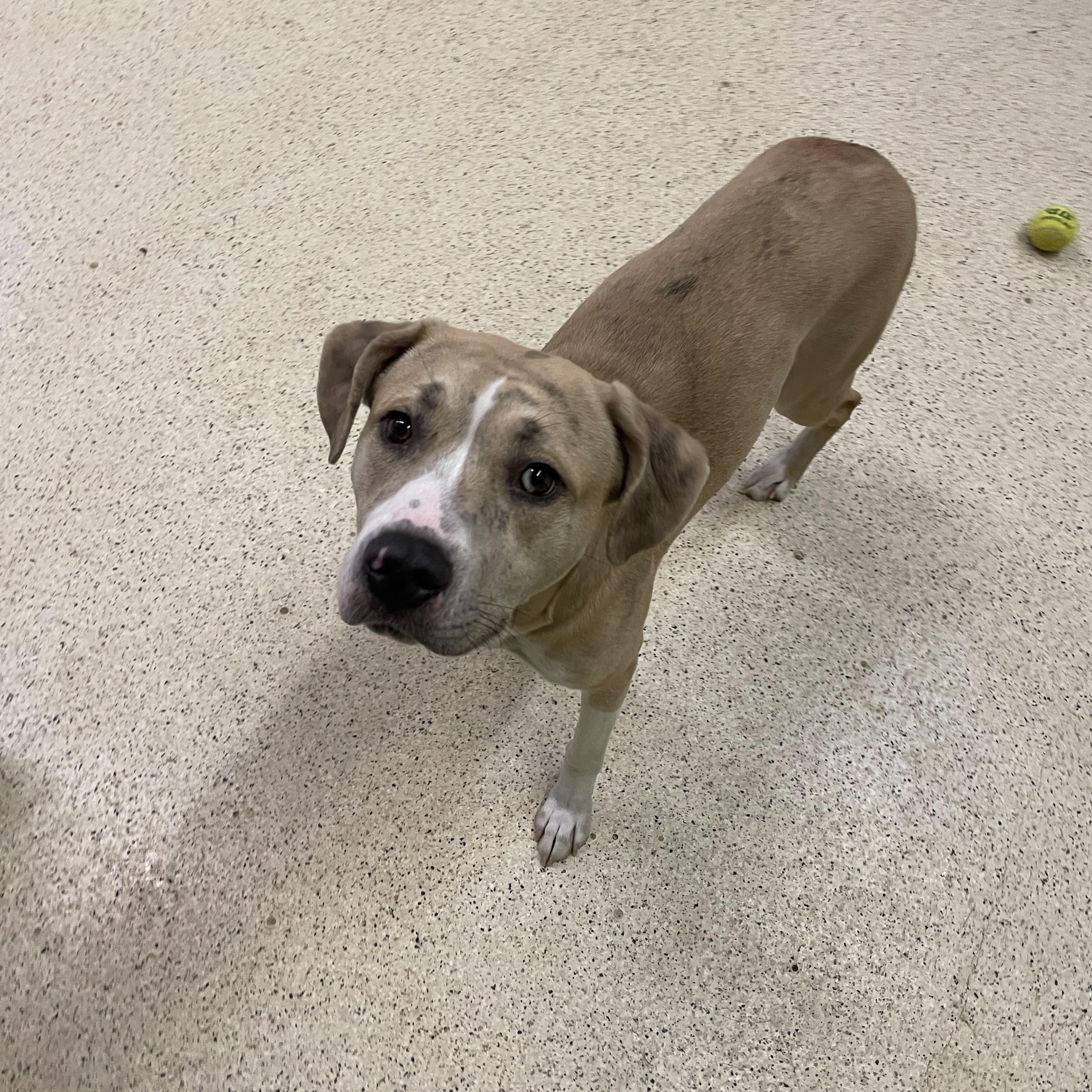 Enlarge Hercules, a ADOPTABLE mixed breed in Muncie, IN image 6/6