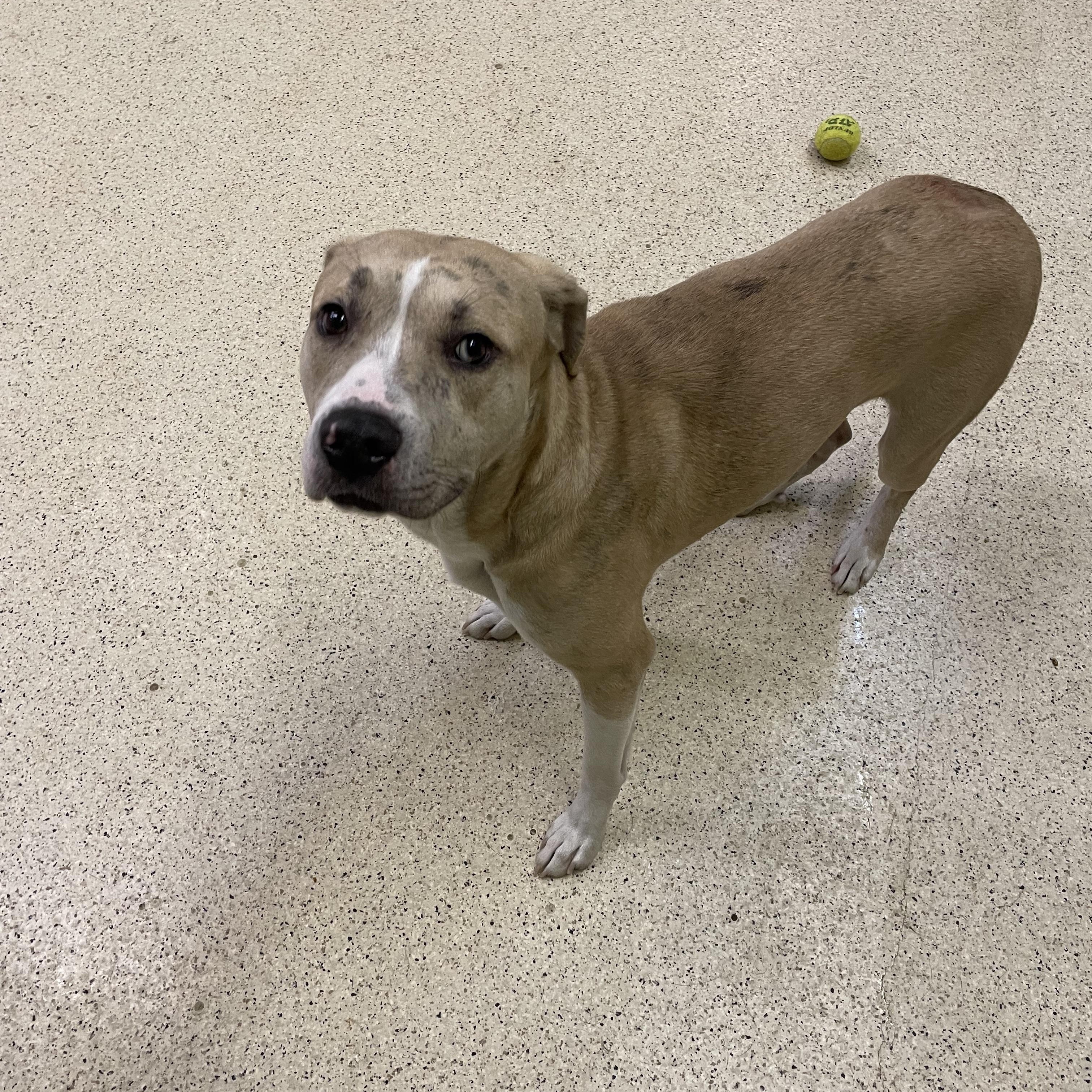 Enlarge Hercules, a ADOPTABLE mixed breed in Muncie, IN image 4/6