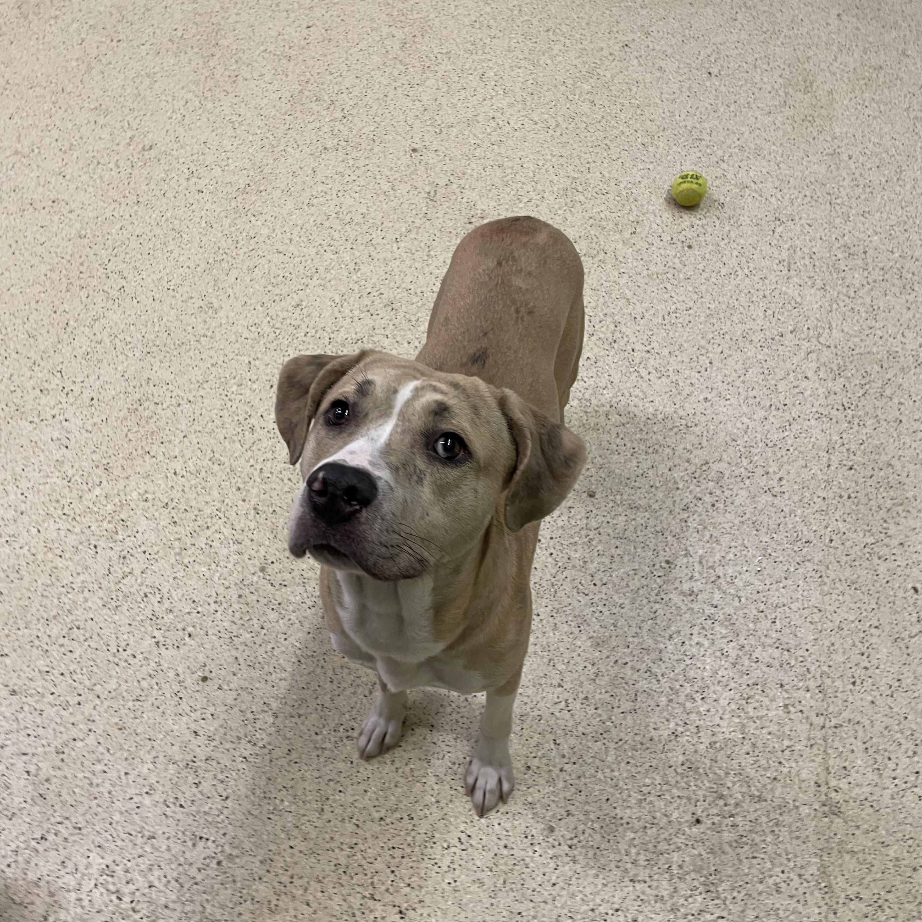 Enlarge Hercules, a ADOPTABLE mixed breed in Muncie, IN image 5/6