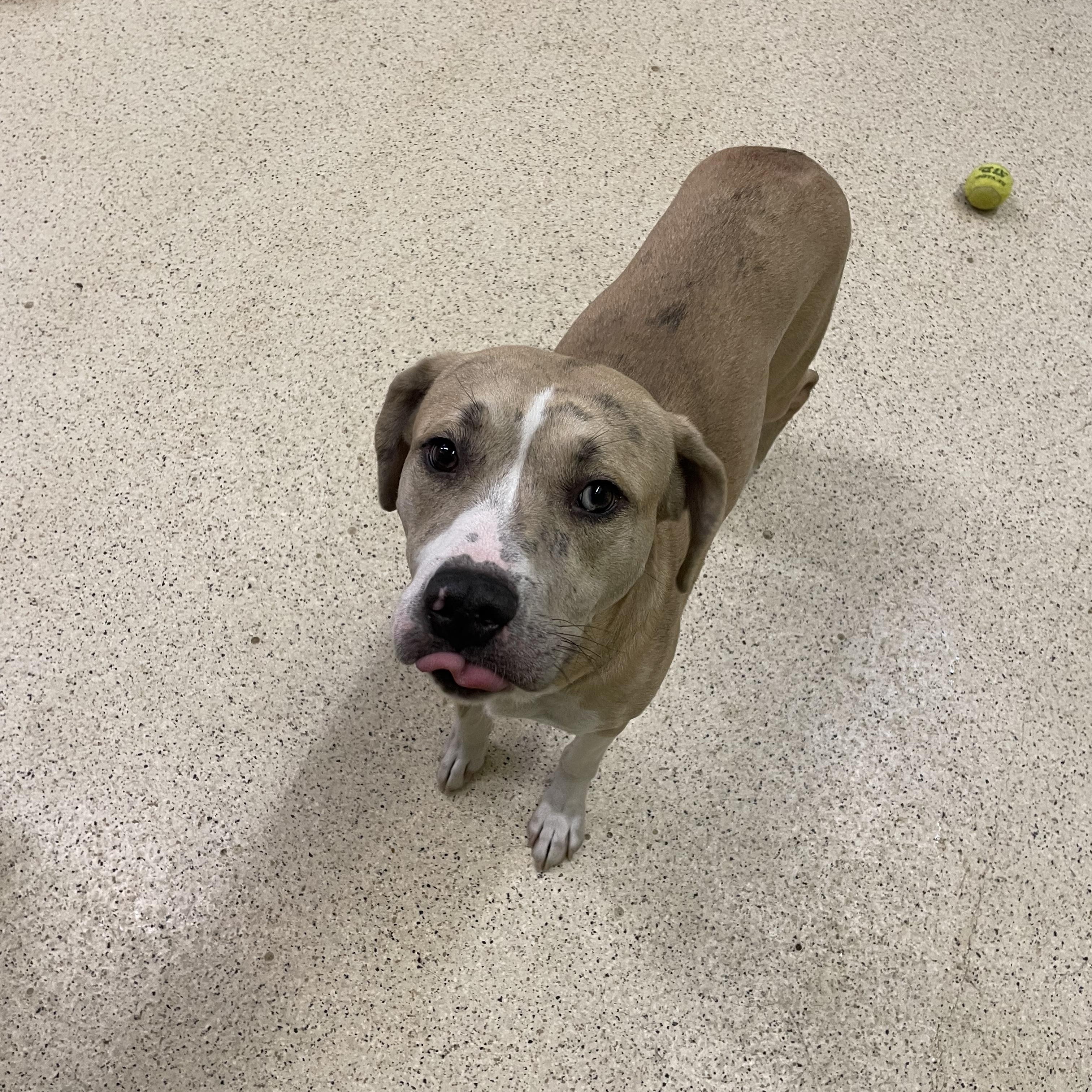 Enlarge Hercules, a ADOPTABLE mixed breed in Muncie, IN image 3/6