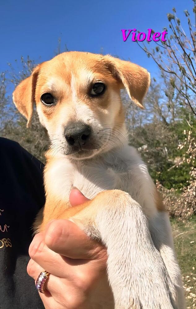 Enlarge Violet, a Adoptable mixed breed in Norfolk, MA image 1/1