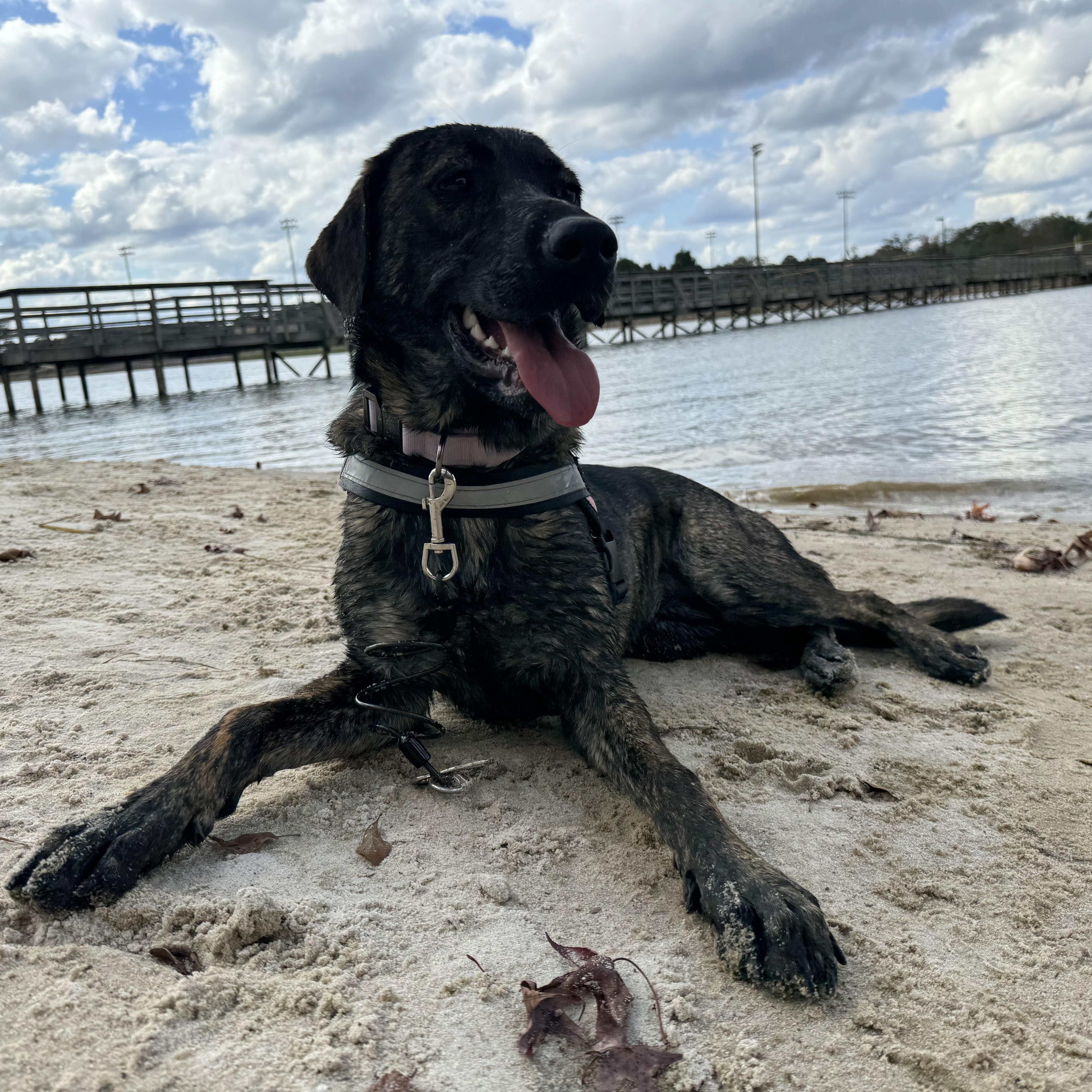 Bama, a Adoptable mixed breed in Ragland, AL image 1/5