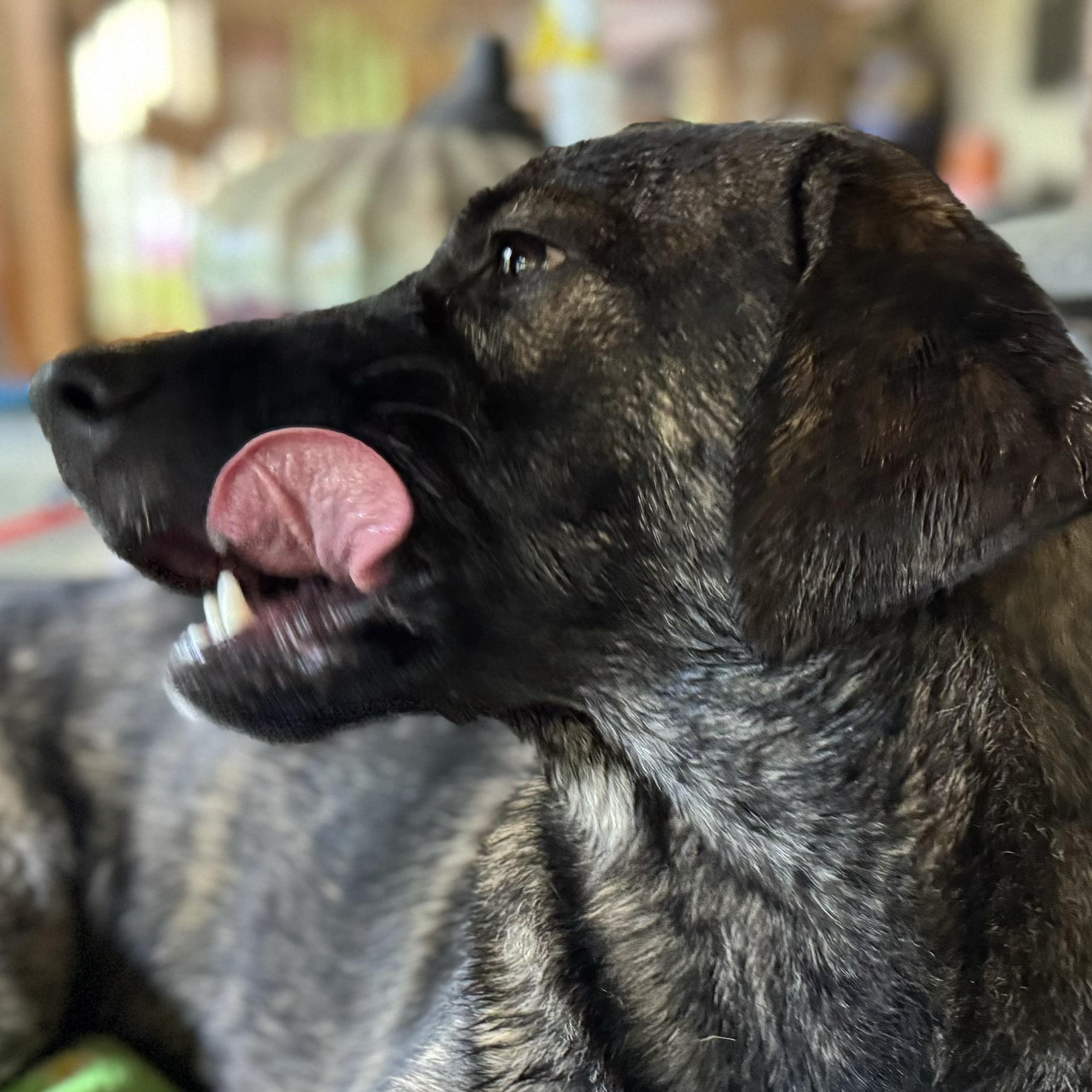 Bama, a Adoptable mixed breed in Ragland, AL image 2/5