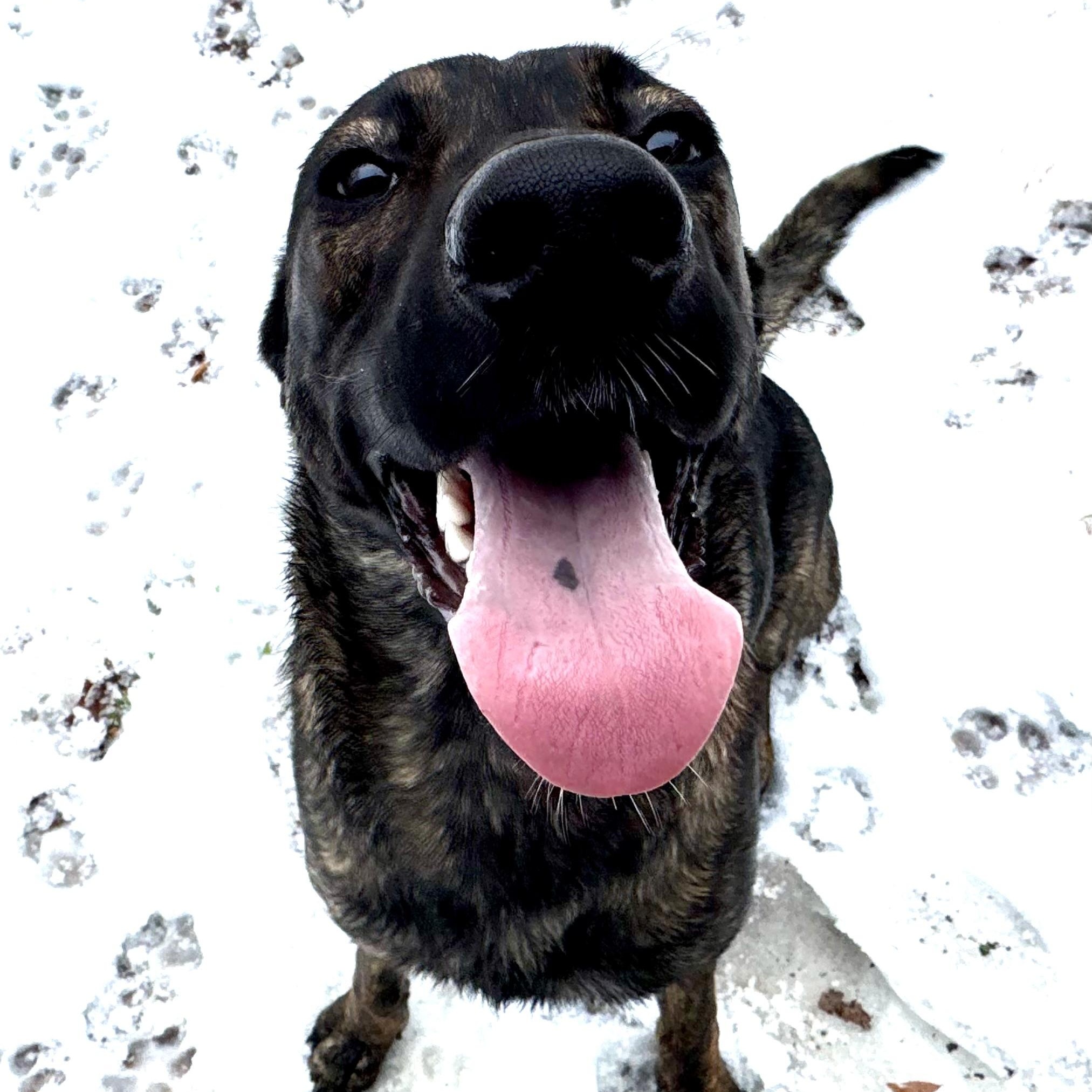 Bama, a Adoptable mixed breed in Ragland, AL image 3/5