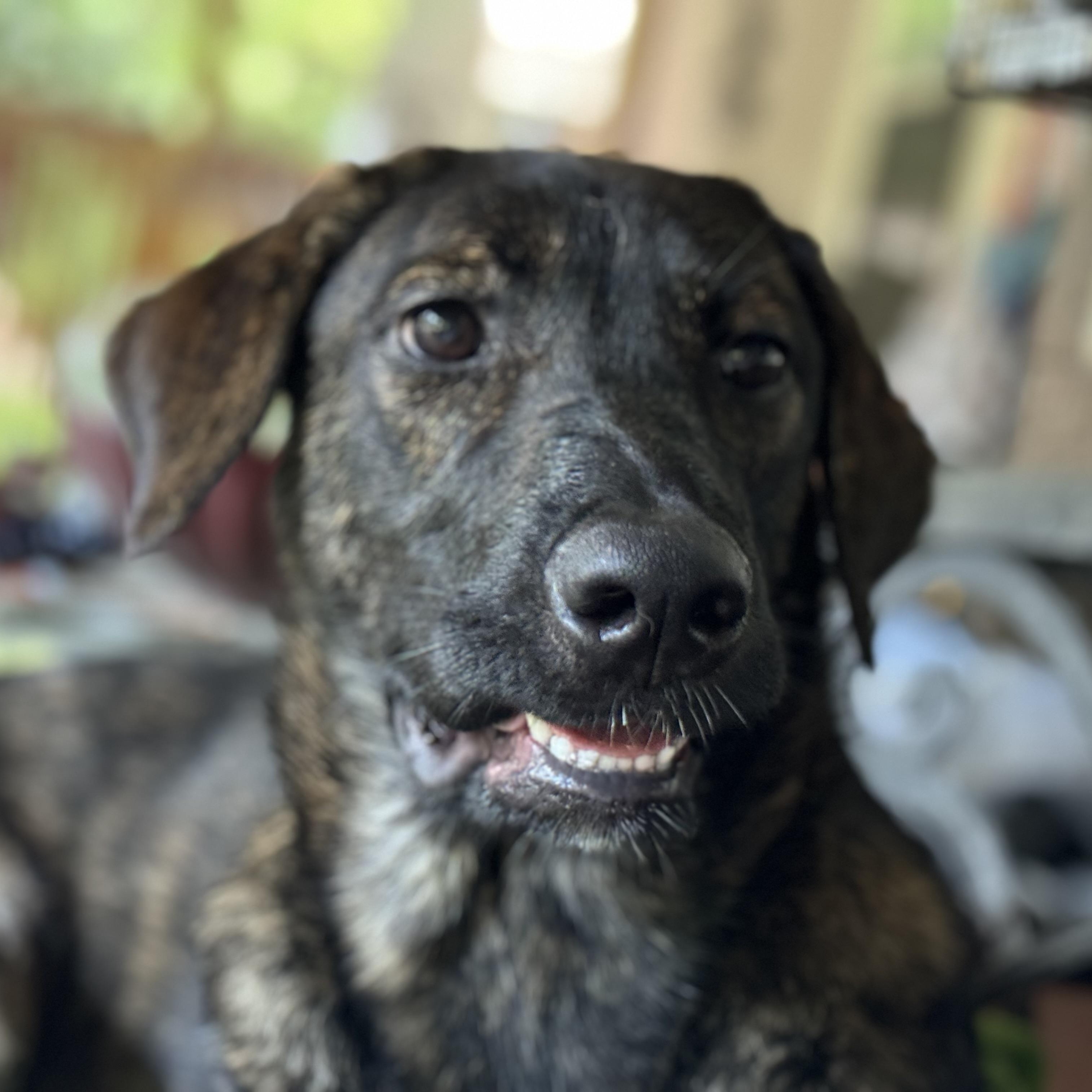 Bama, a Adoptable mixed breed in Ragland, AL image 4/5