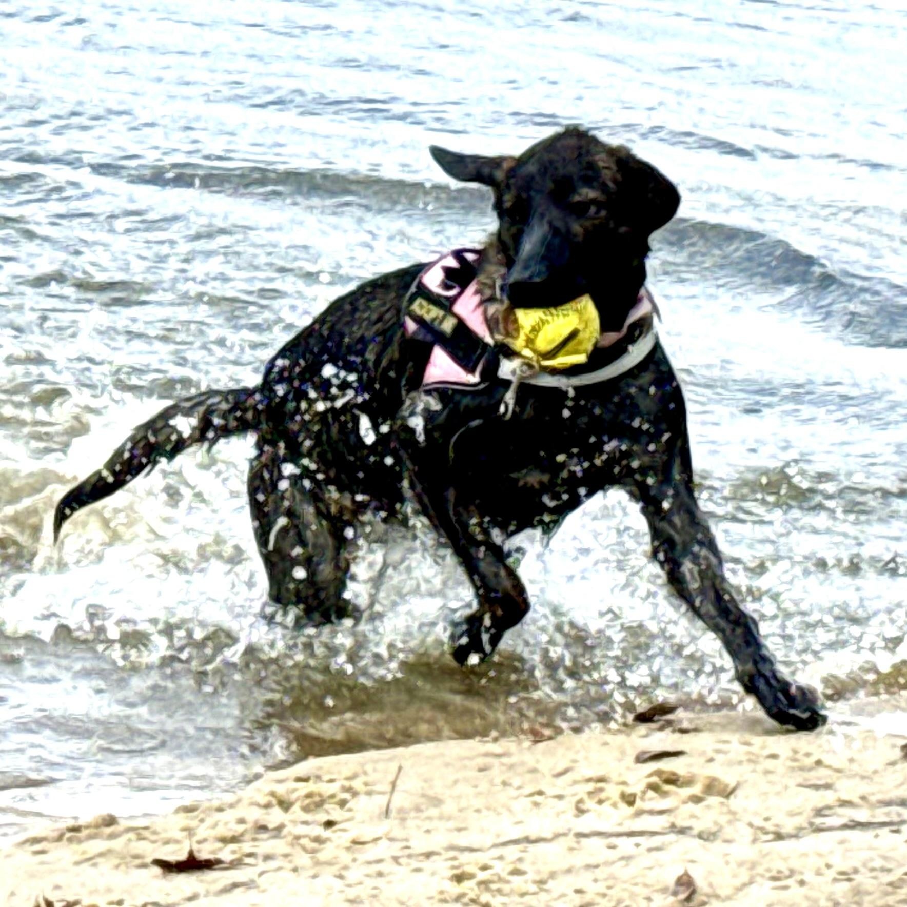 Bama, a Adoptable mixed breed in Ragland, AL image 5/5