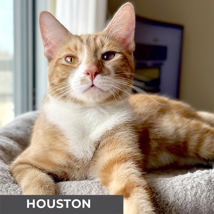Enlarge Houston, a ADOPTABLE Domestic Short Hair in Etobicoke, ON image 4/6