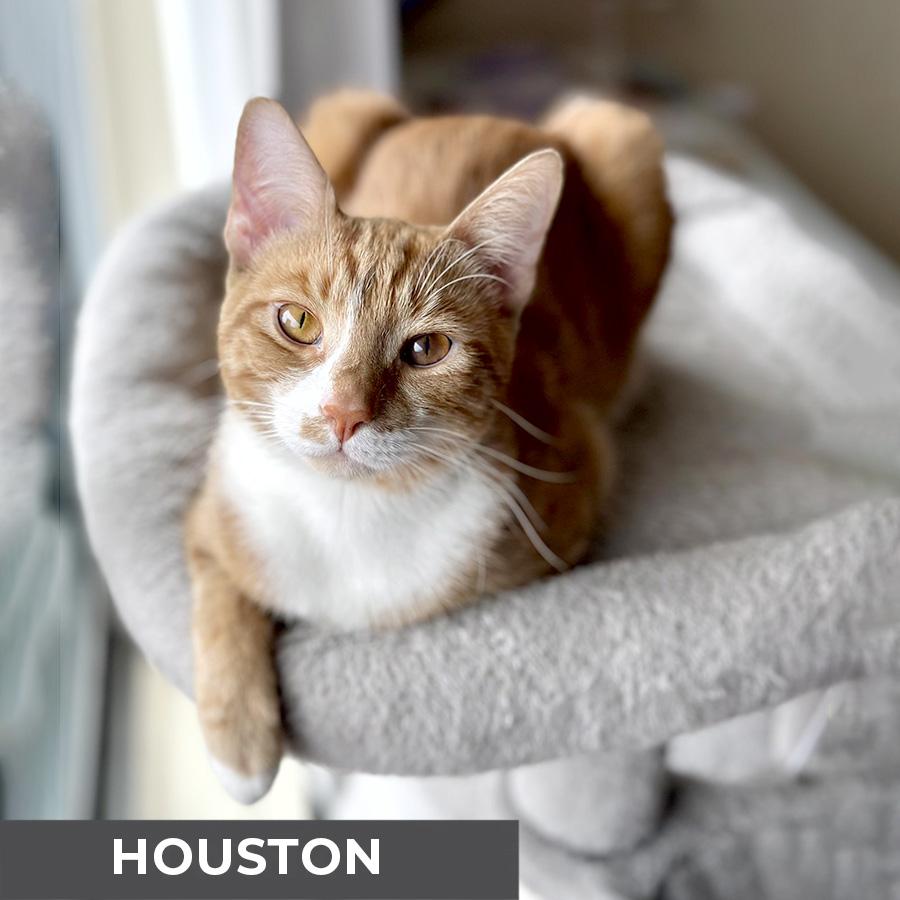 Enlarge Houston, a ADOPTABLE Domestic Short Hair in Etobicoke, ON image 3/6