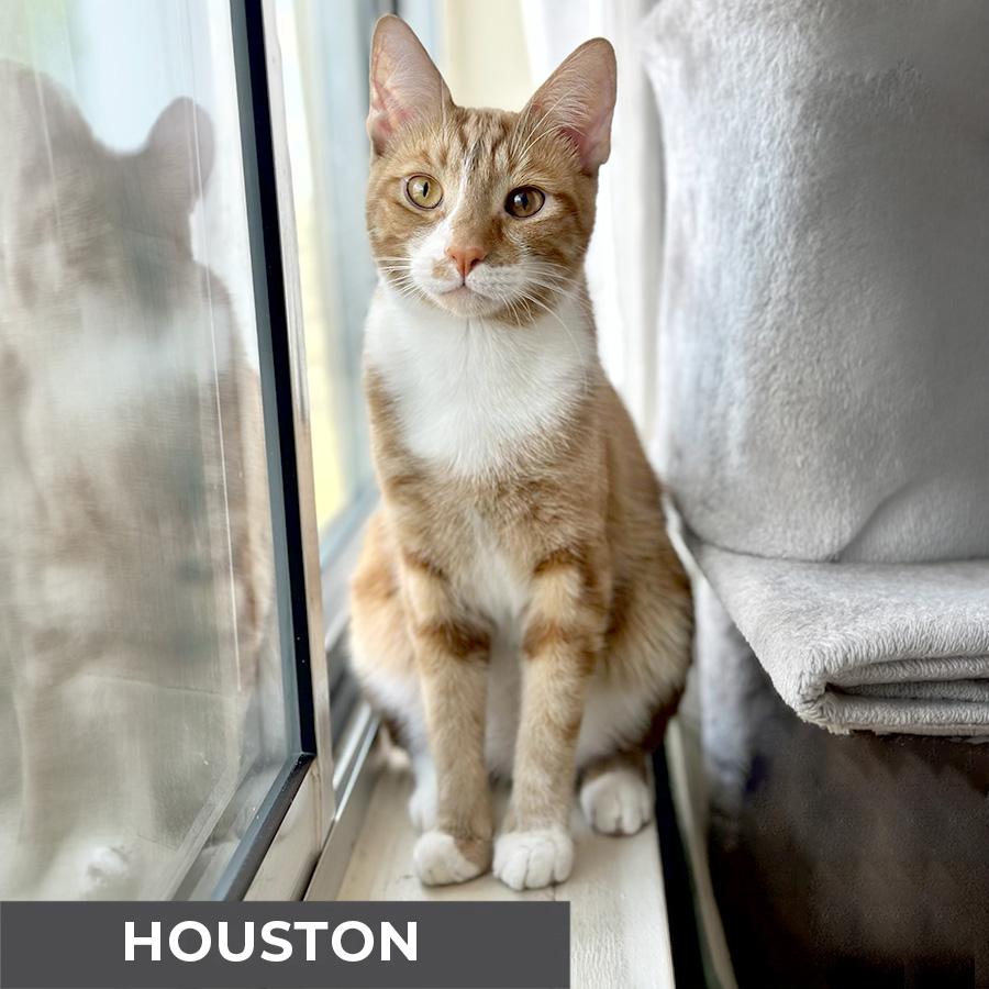 Enlarge Houston, a ADOPTABLE Domestic Short Hair in Etobicoke, ON image 2/6