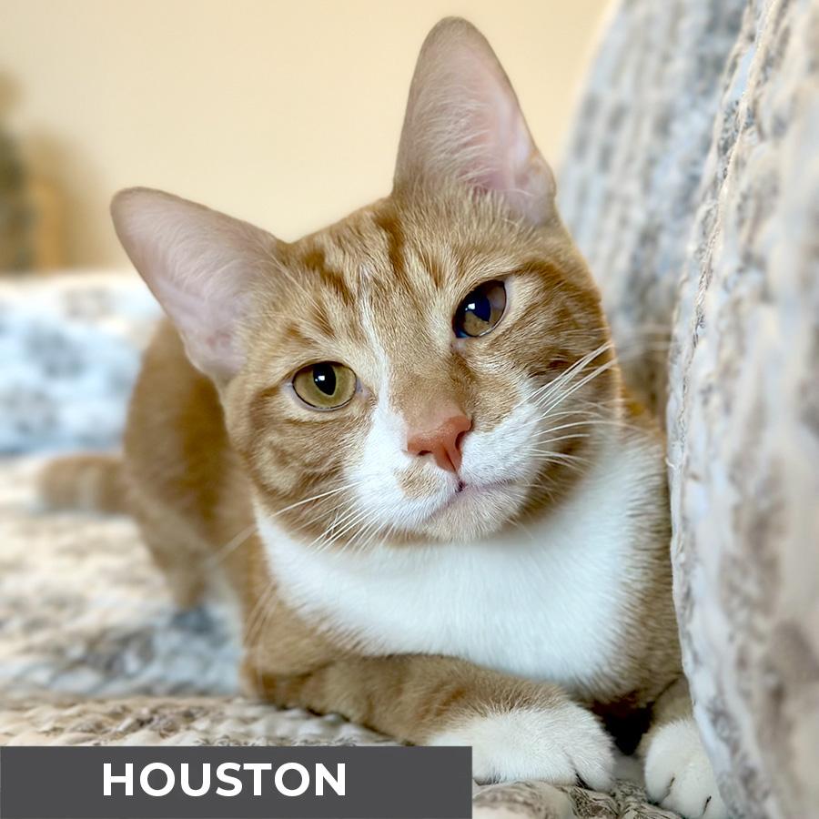 Enlarge Houston, a ADOPTABLE Domestic Short Hair in Etobicoke, ON image 1/6