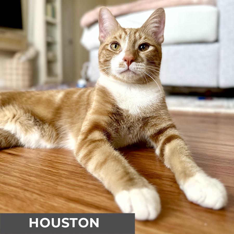 Enlarge Houston, a ADOPTABLE Domestic Short Hair in Etobicoke, ON image 6/6