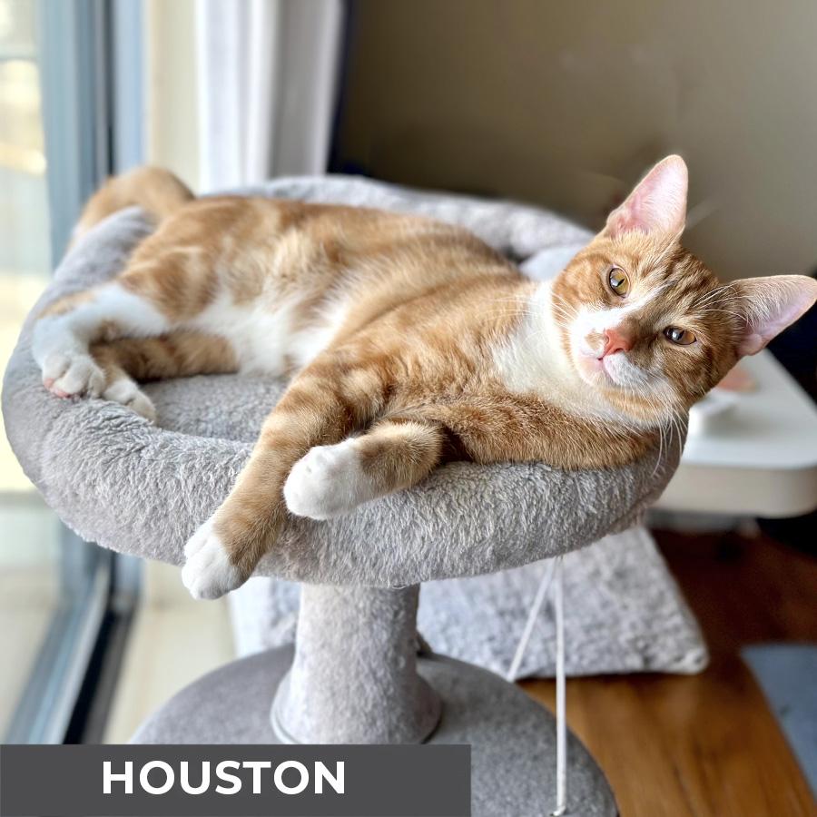 Enlarge Houston, a ADOPTABLE Domestic Short Hair in Etobicoke, ON image 5/6