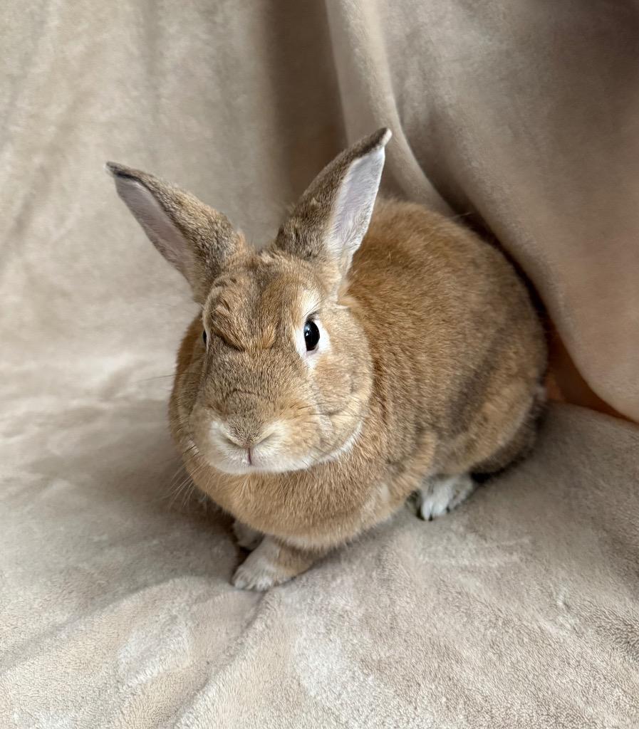 Peanut Butter, Adoptable, Adult Male American.