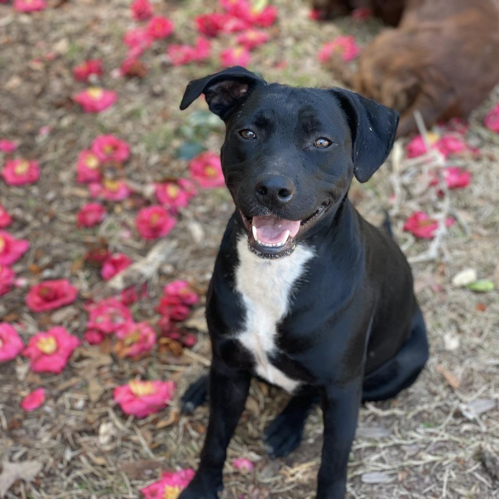 Enlarge Tia, a Adoptable mixed breed in Harrisburg, PA image 4/6