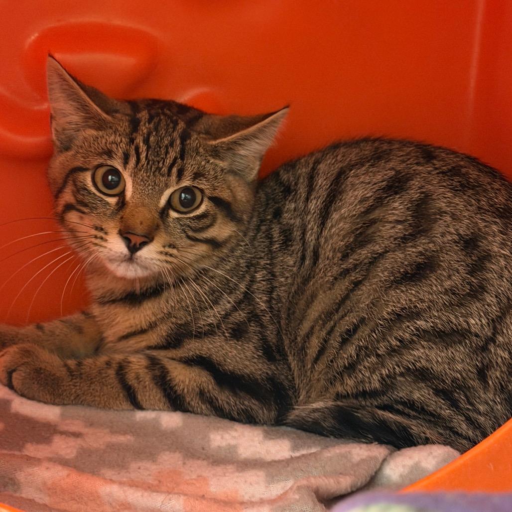 Chicken Nugget, Adoptable, Kitten Male Domestic Short Hair.