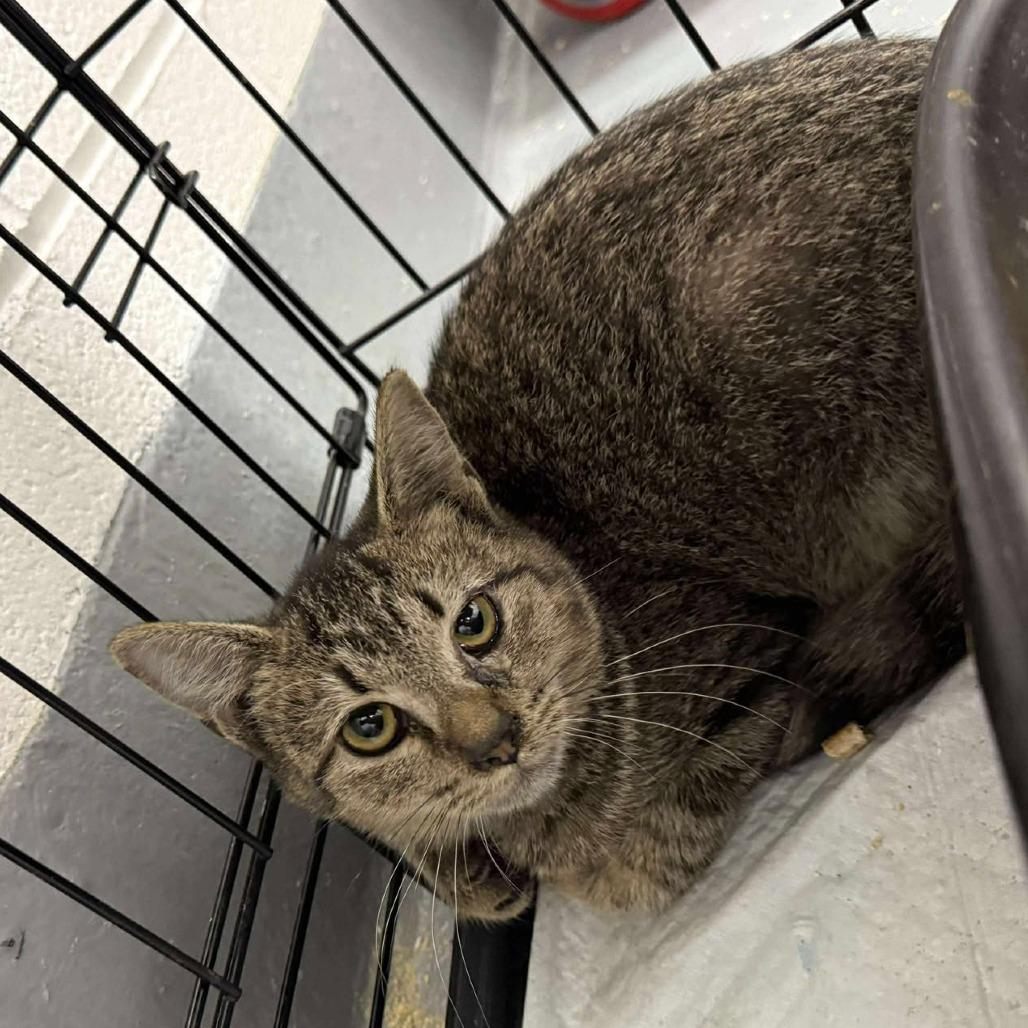 Enlarge Wilma, a Adoptable Domestic Short Hair in Rocky Mount, VA image 1/1