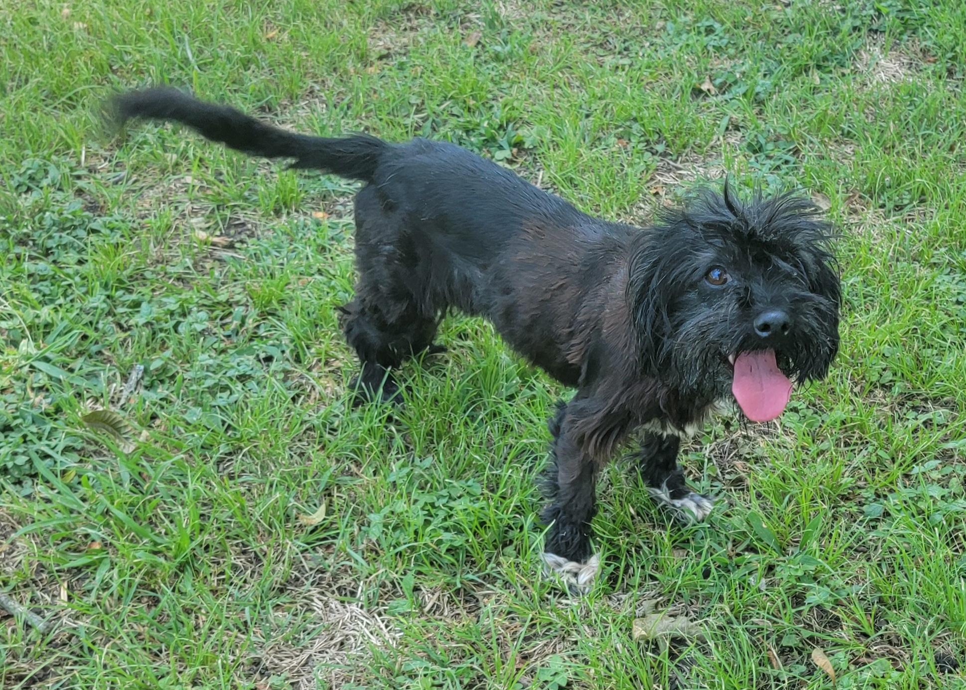 Enlarge Betsy, a Adopted mixed breed in Van Alstyne, TX image 3/6