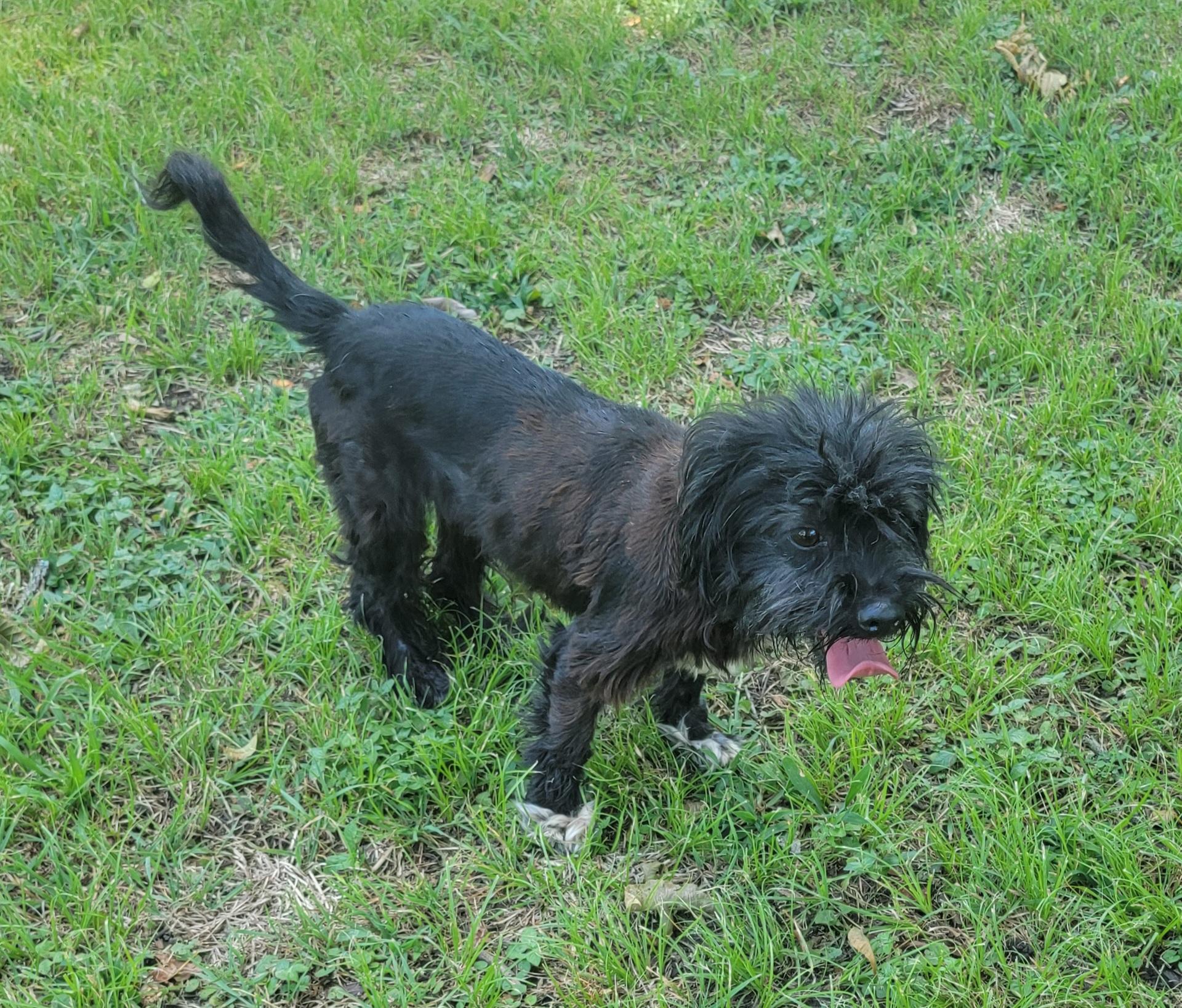 Enlarge Betsy, a Adopted mixed breed in Van Alstyne, TX image 5/6