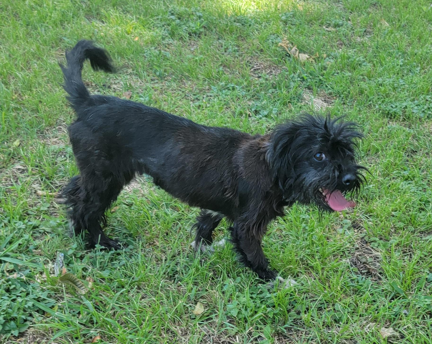 Enlarge Betsy, a Adopted mixed breed in Van Alstyne, TX image 4/6